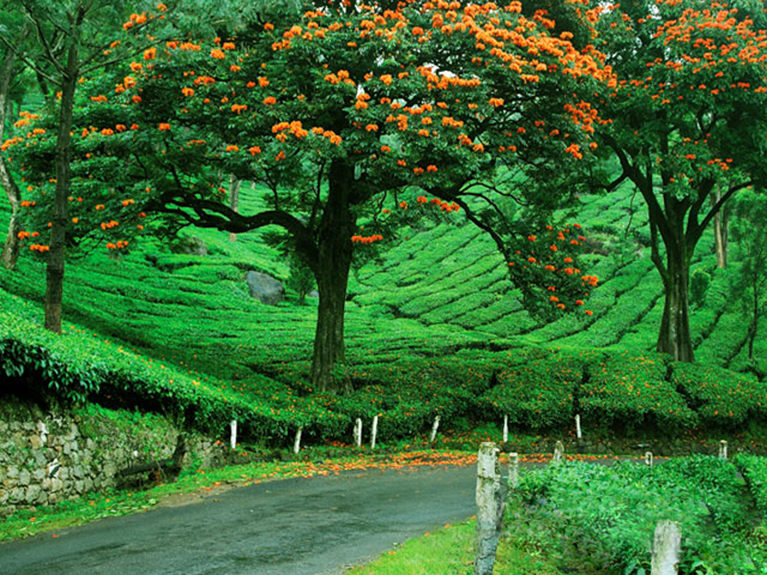 cochin munnar tour