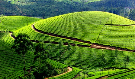 munnar 1