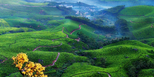 wayanad munnar tour package from bangalore